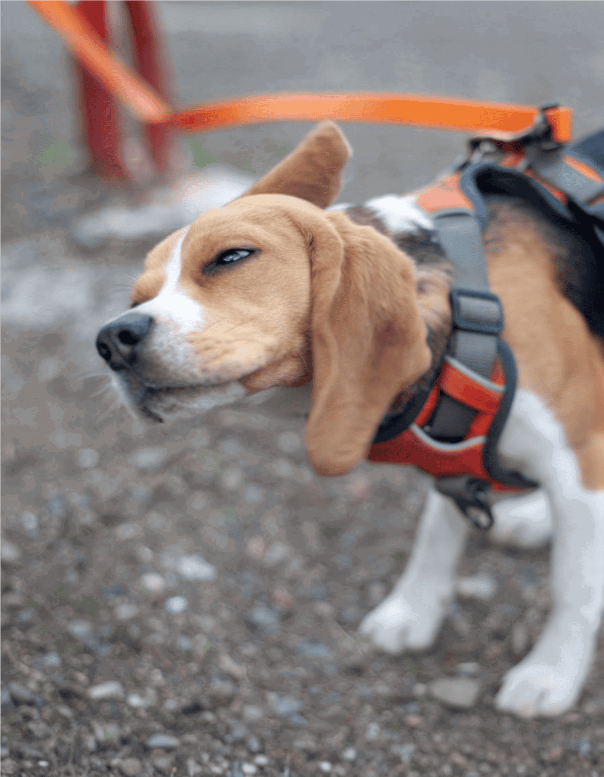 Playful beagle wearing orange harness outdoors.
