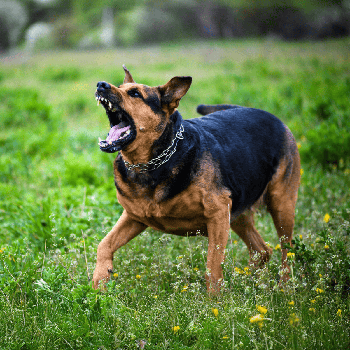 Dog barking outdoors in green grass, alert and energetic dog with a metal chain collar.