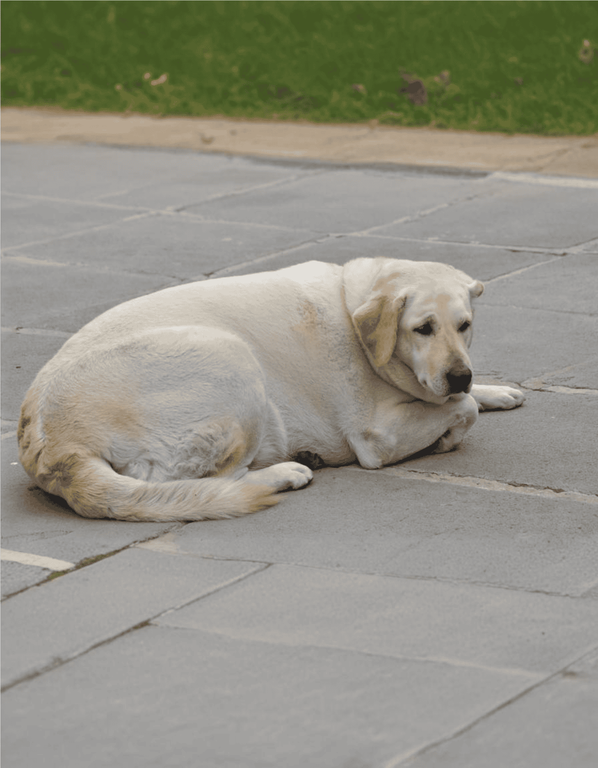 Dog lying on sidewalk in an outdoor setting.