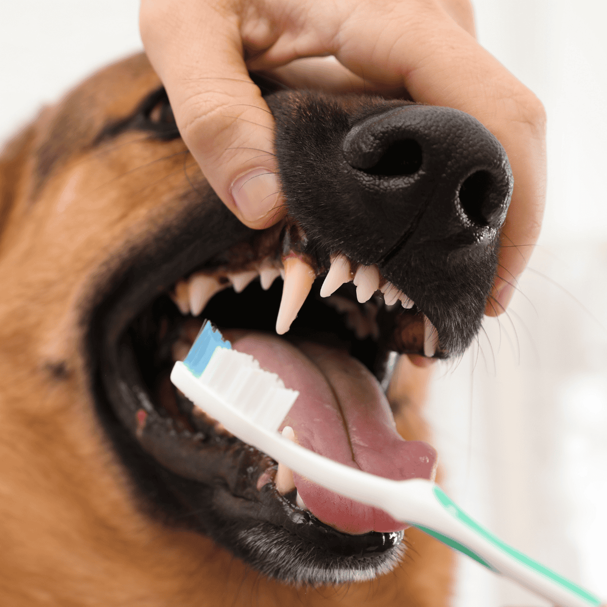 Dog brushing teeth for oral hygiene, dental health care, pet grooming, veterinarian, dog dental cleaning.