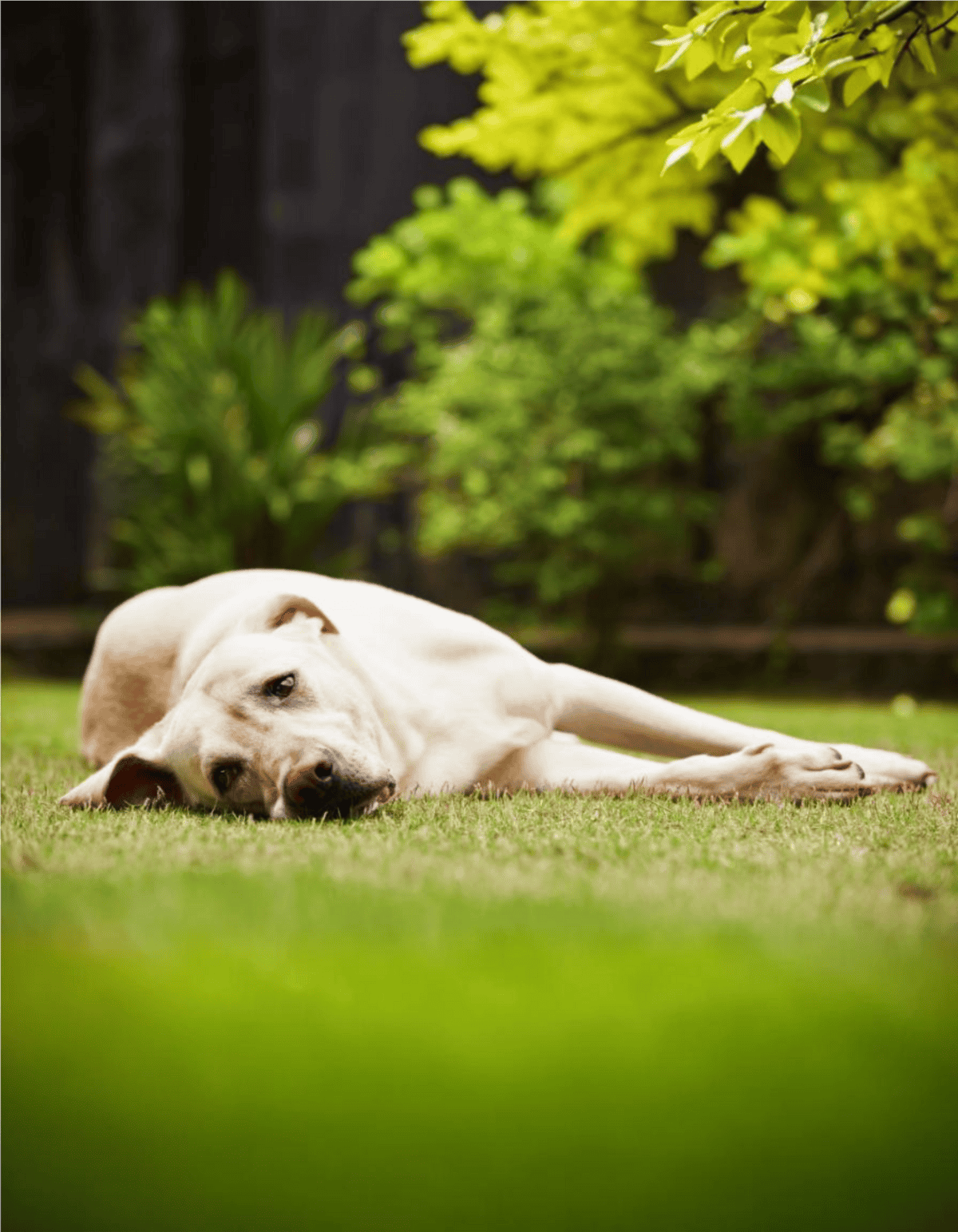 Labrador retriever dog resting on lush green lawn outdoors.