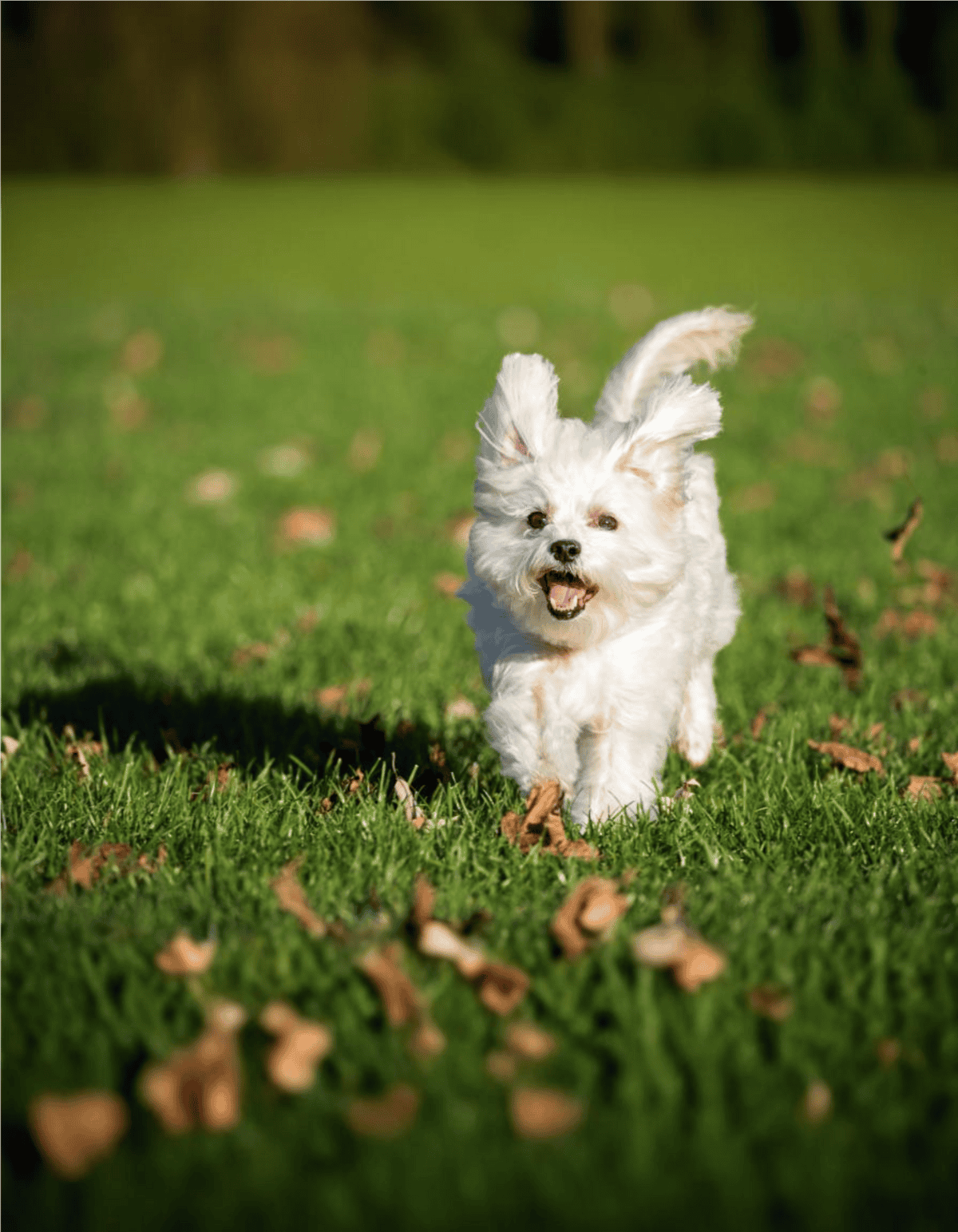 Happy small dog running on grass, enjoying fresh air and outdoor playtime.