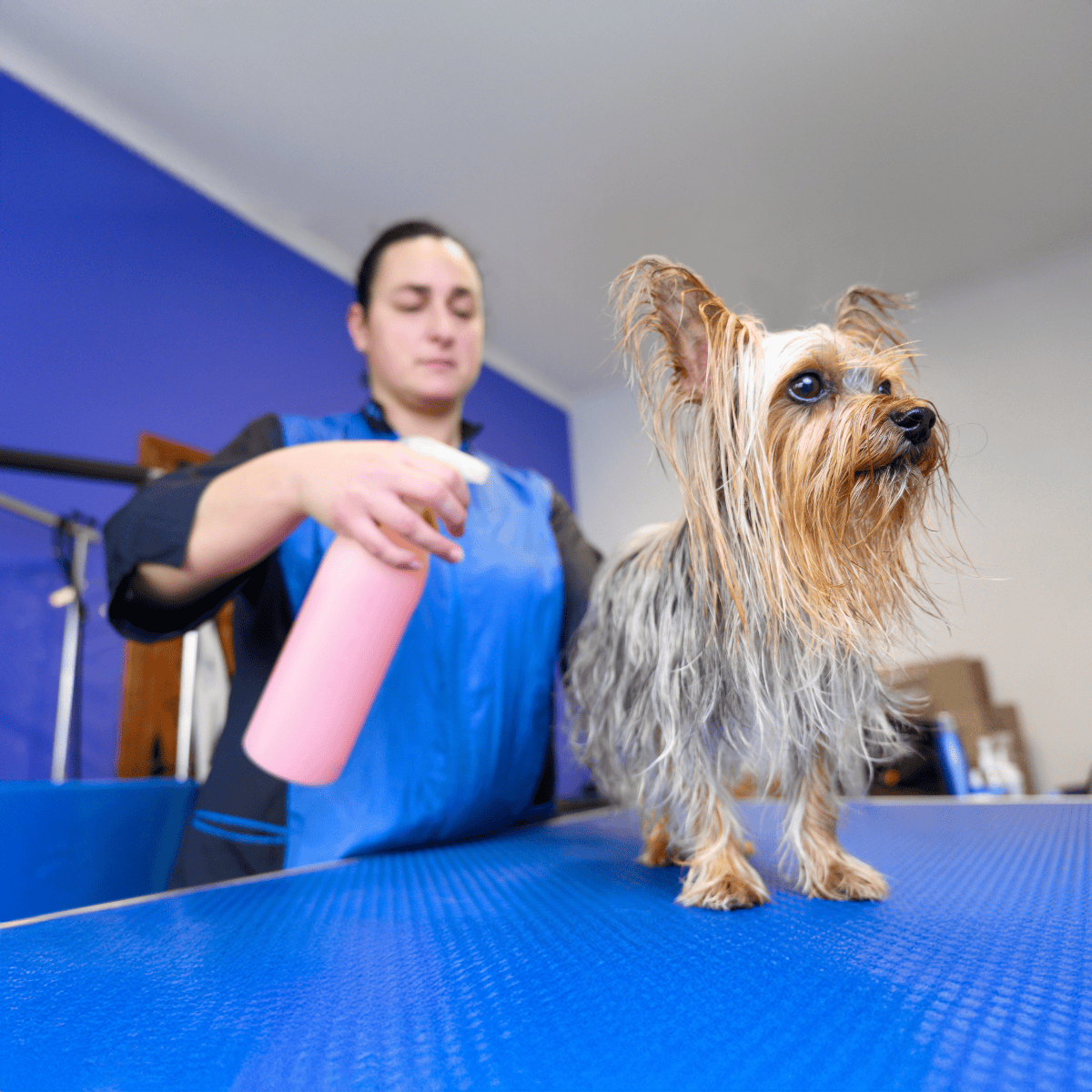 Dog grooming, pet grooming, professional dog bath, pet hygiene services.