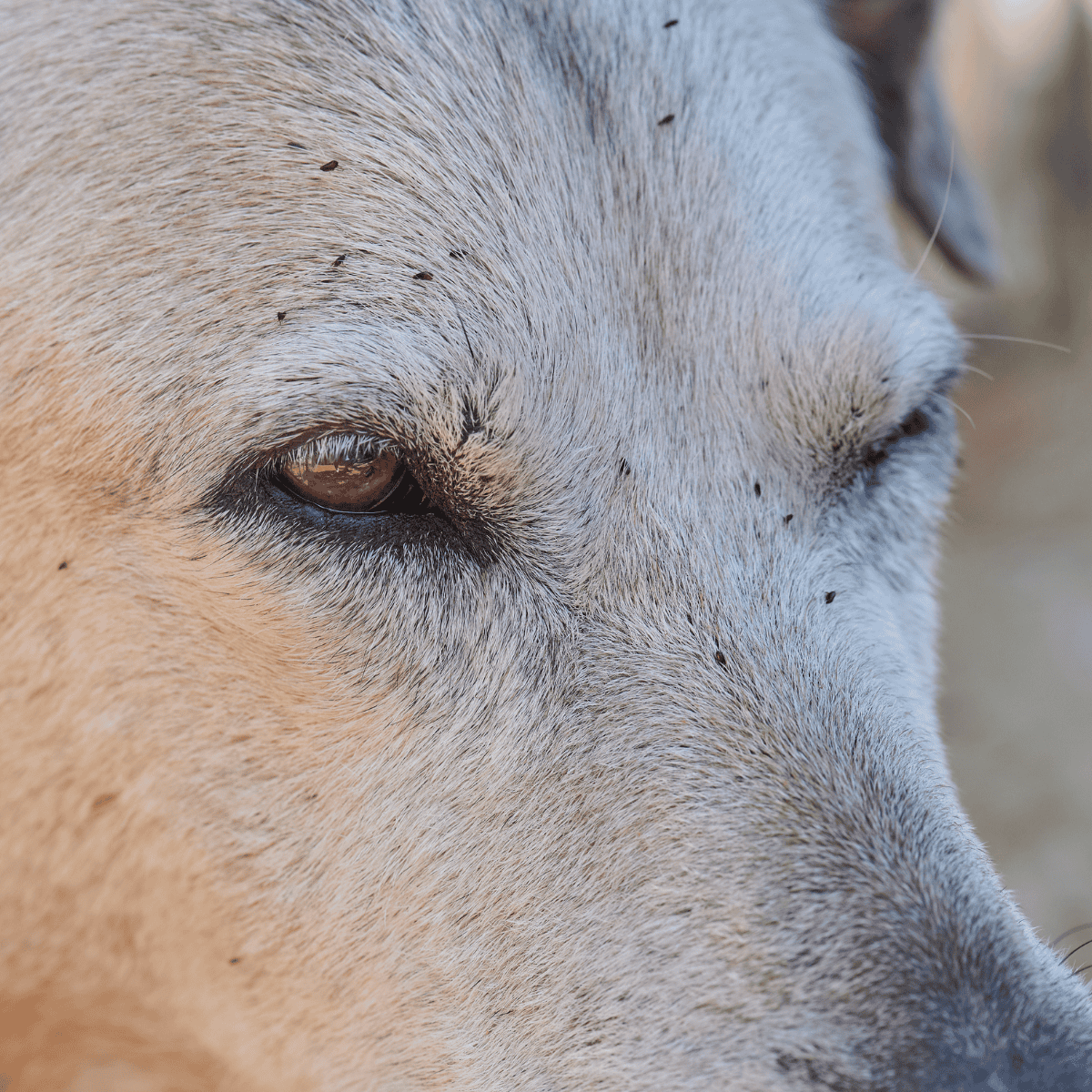 Close-up of a dog's face with fleas visible on its fur, highlighting flea prevention and treatment solutions.