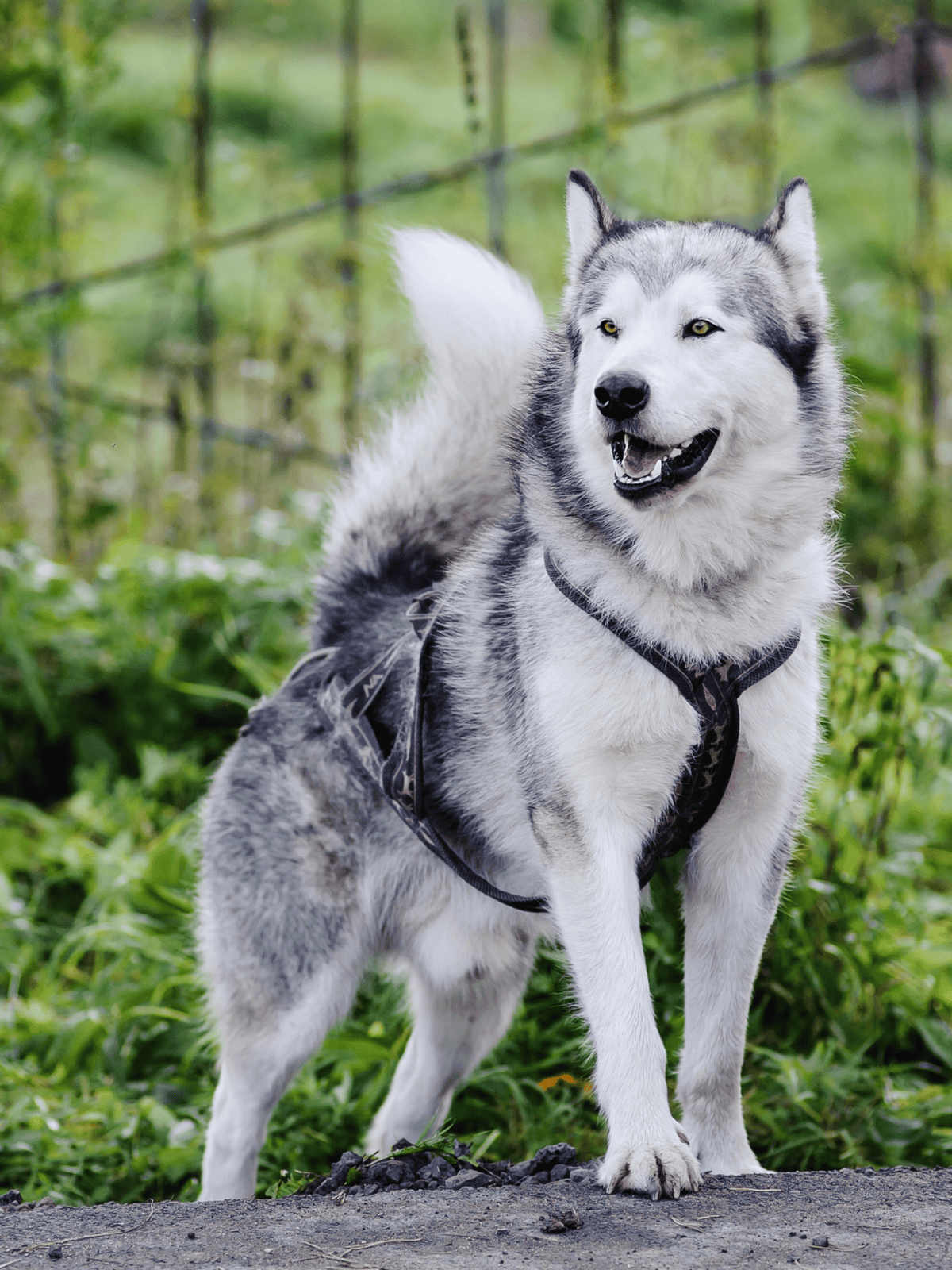 High-quality dog image of a Siberian Husky outdoors.