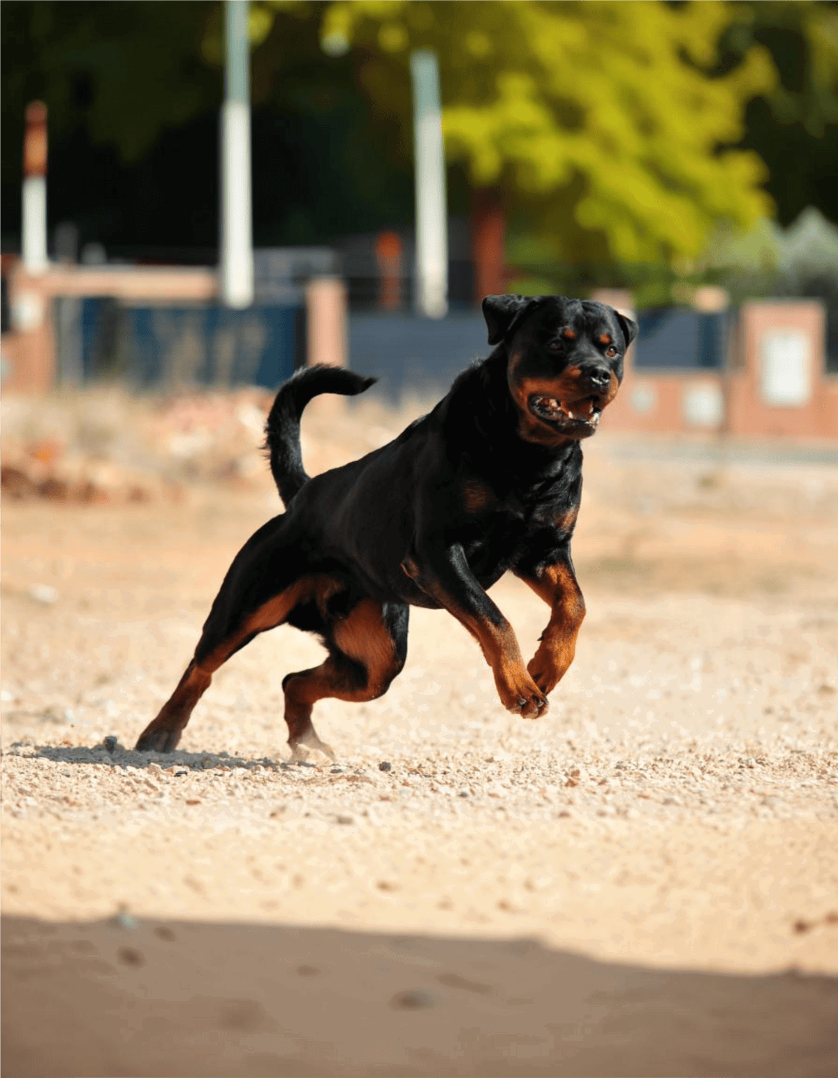 Playful Rottweiler dog enjoying outdoor park setting.