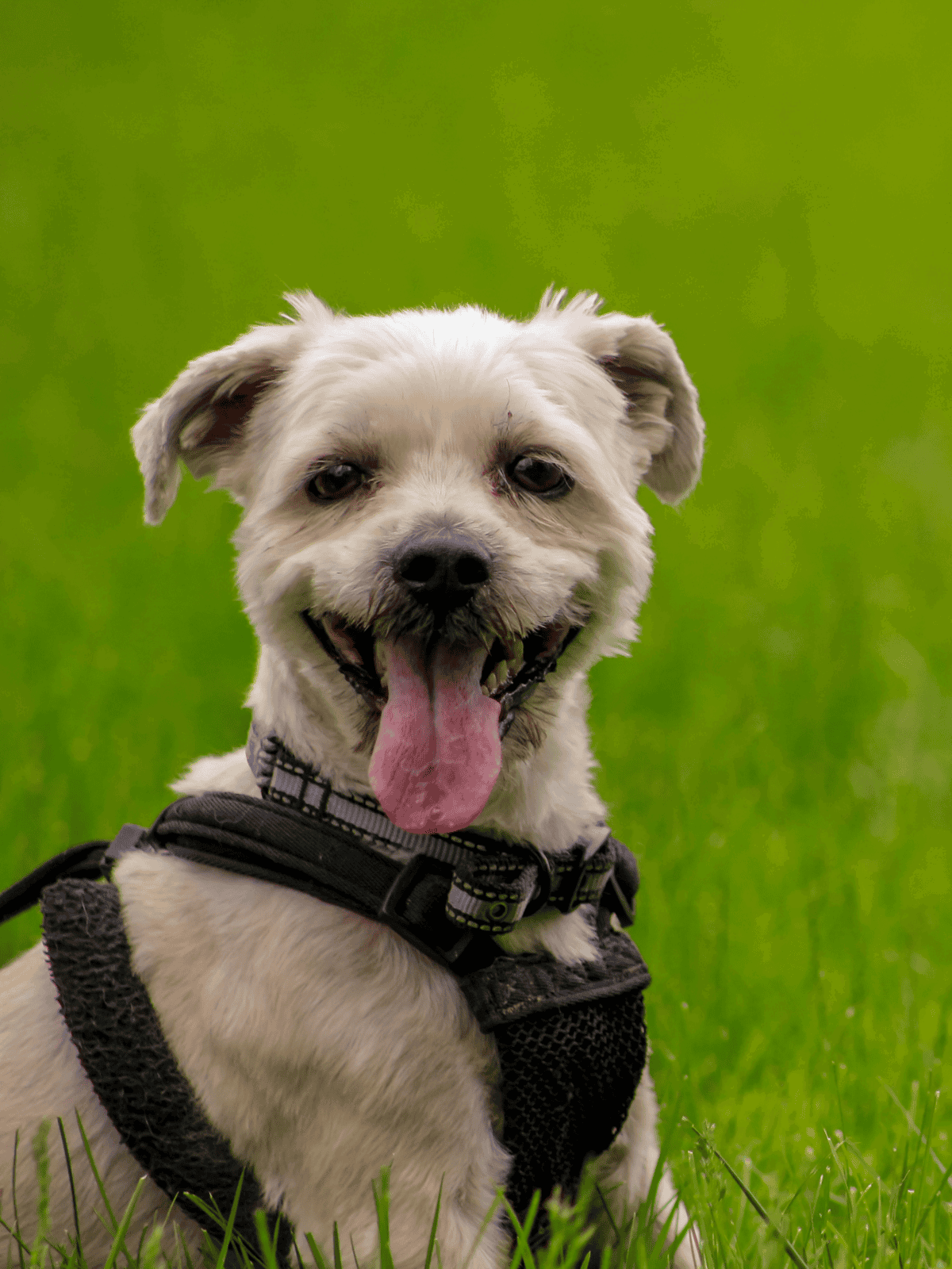 Happy young dog wearing a harness enjoying outdoor time on lush green grass.