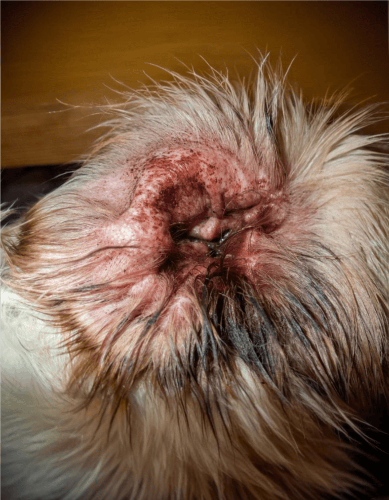 Close-up of dog ear with skin infection and inflammation.