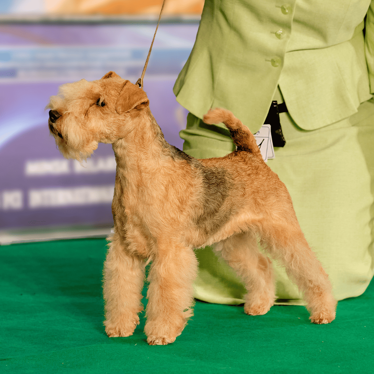 Adorable Airedale Terrier with curly fur, standing on green carpet during dog exhibition.