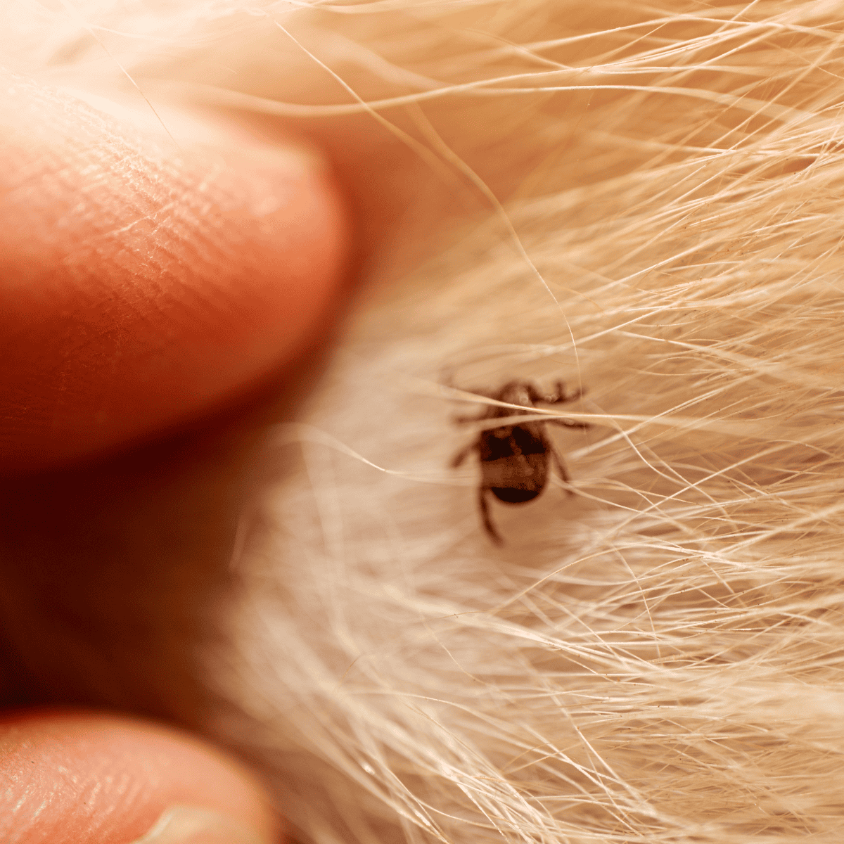 Close-up of a flea on a pet's skin with fur, highlighting parasite infestation and pet care.