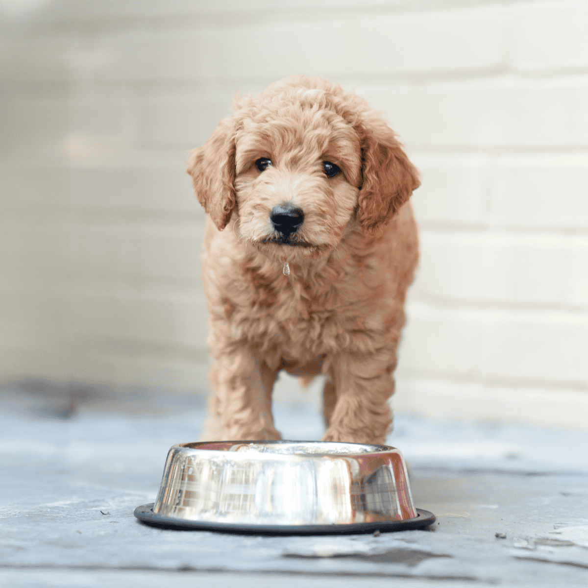 Adorable curly fur puppy with food bowl, perfect for dog feeding and pet care.