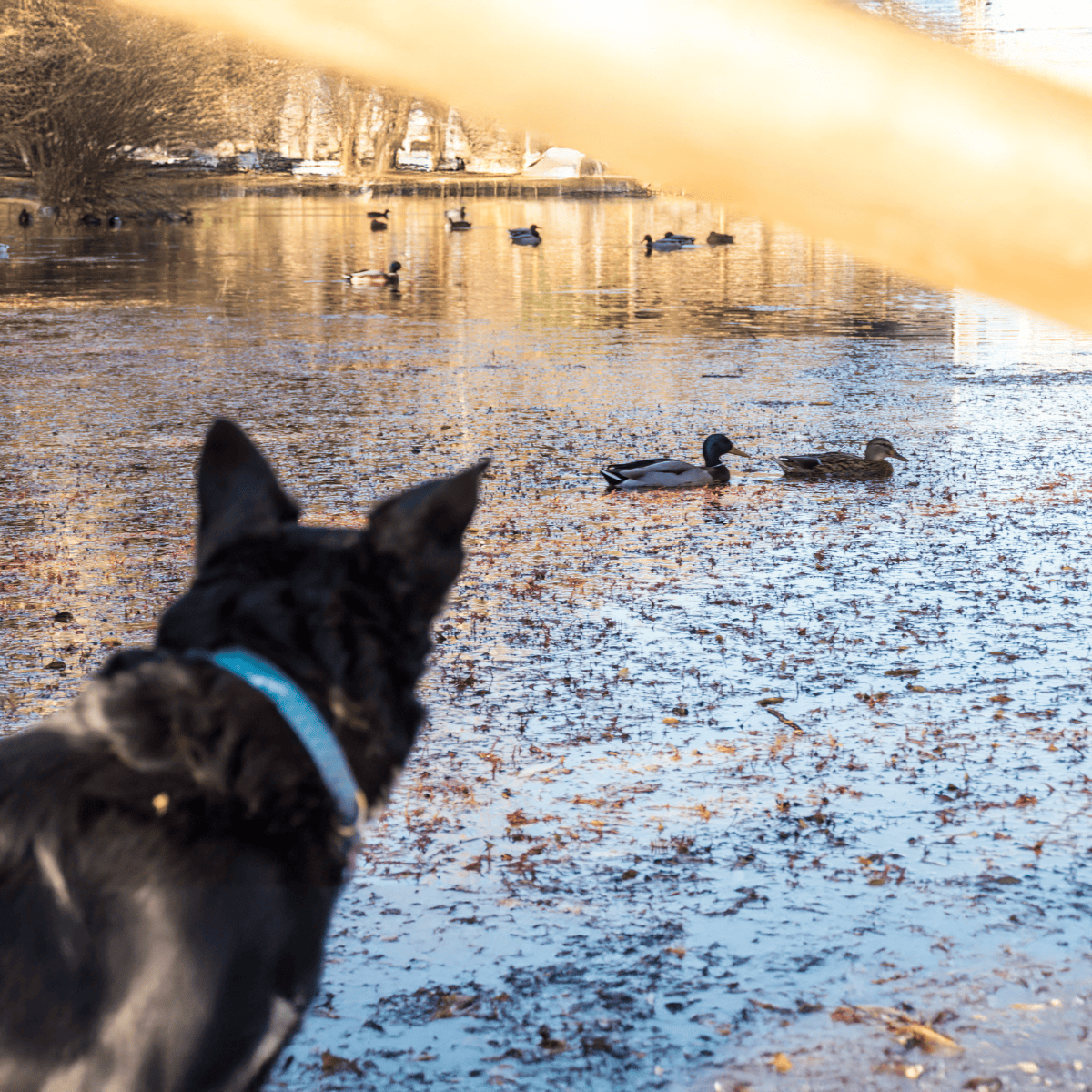 Dog looking at ducks on a snowy pond in winter, peaceful outdoor setting, wildlife and pet interaction.