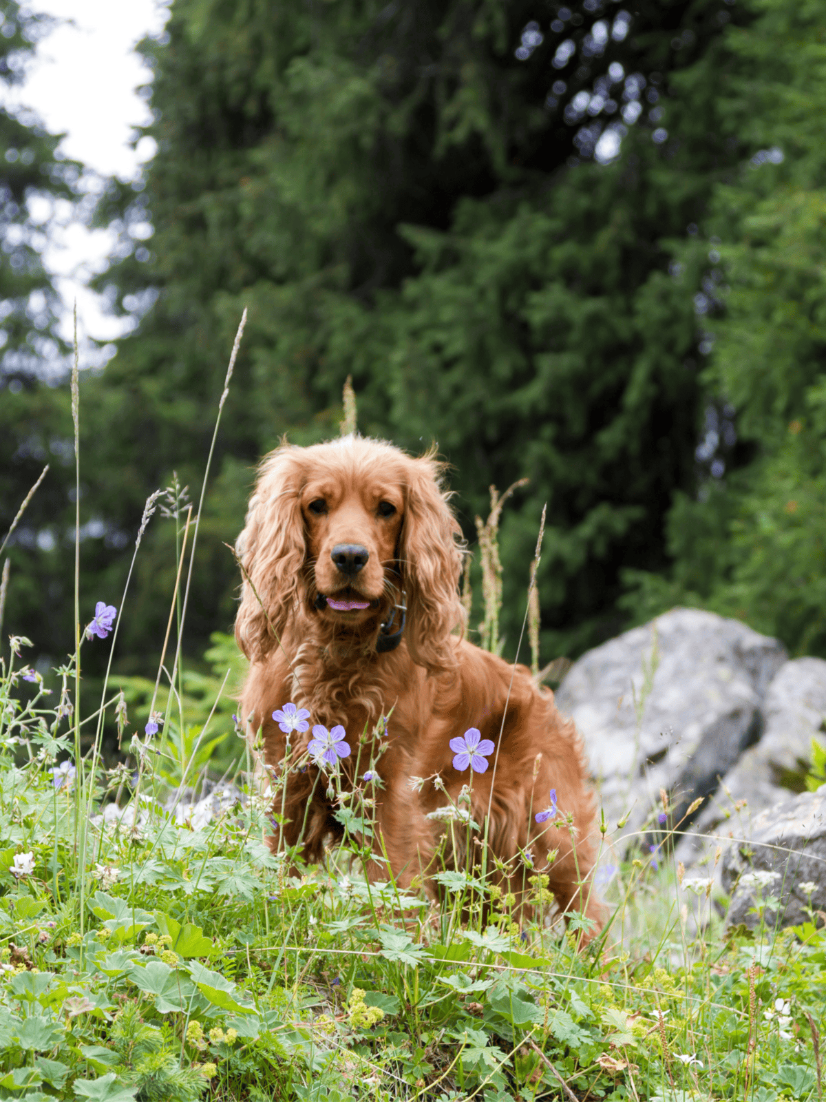 Adorable golden retriever puppy sitting outdoors among purple wildflowers on a lush, green hillside. Perfect for pet and outdoor enthusiasts.