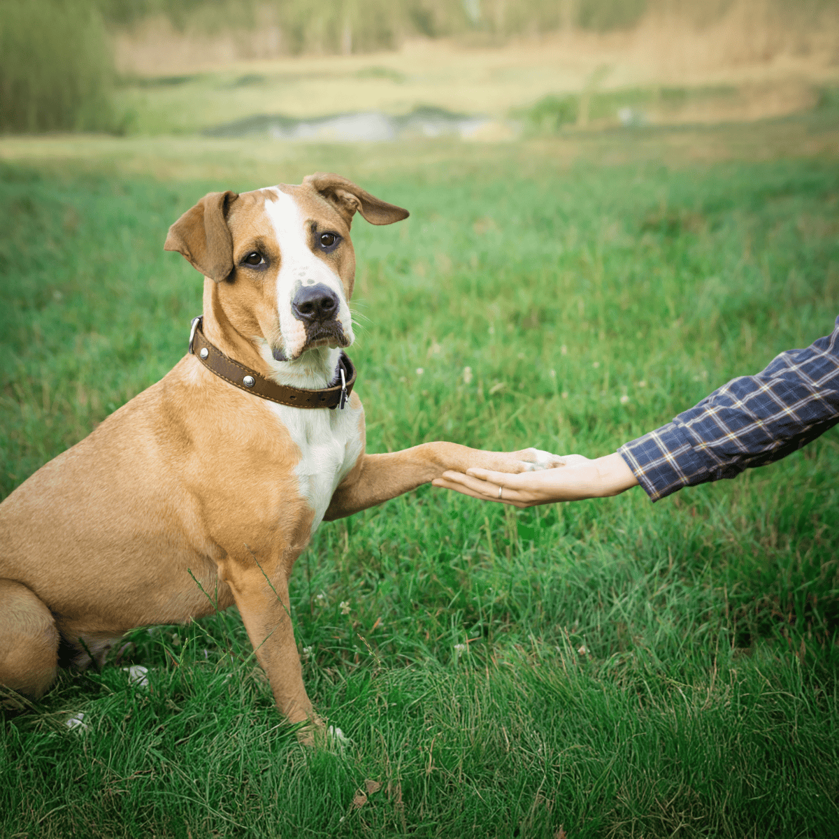 Adorable dog sitting on grass, touching hand of person outdoors, showing bond and companionship.