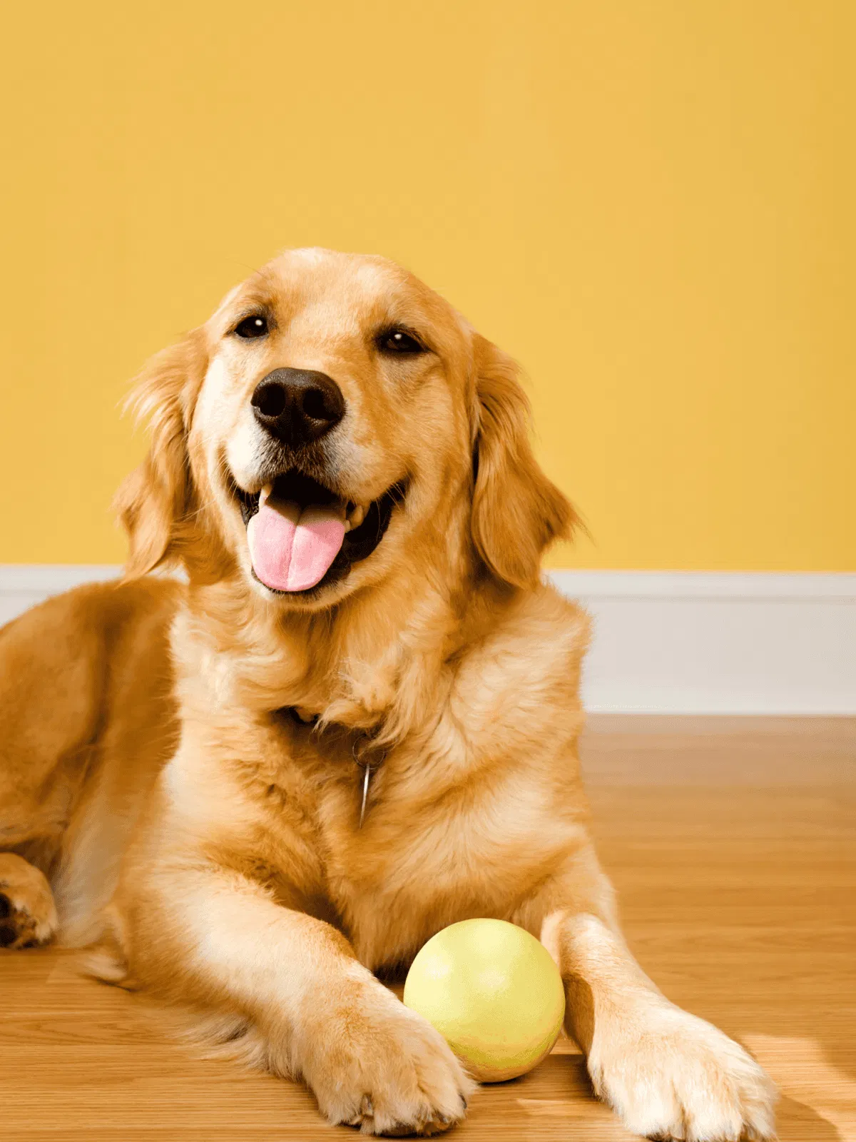 Labrador Retriever lying on wooden floor with green ball in front, smiling indoors.