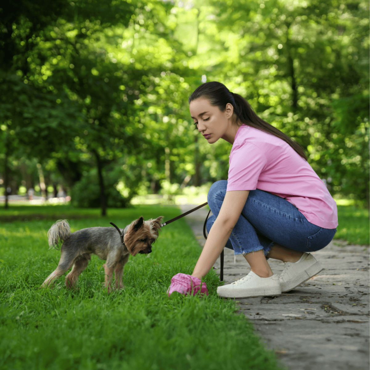 Friendly small dog with leash.