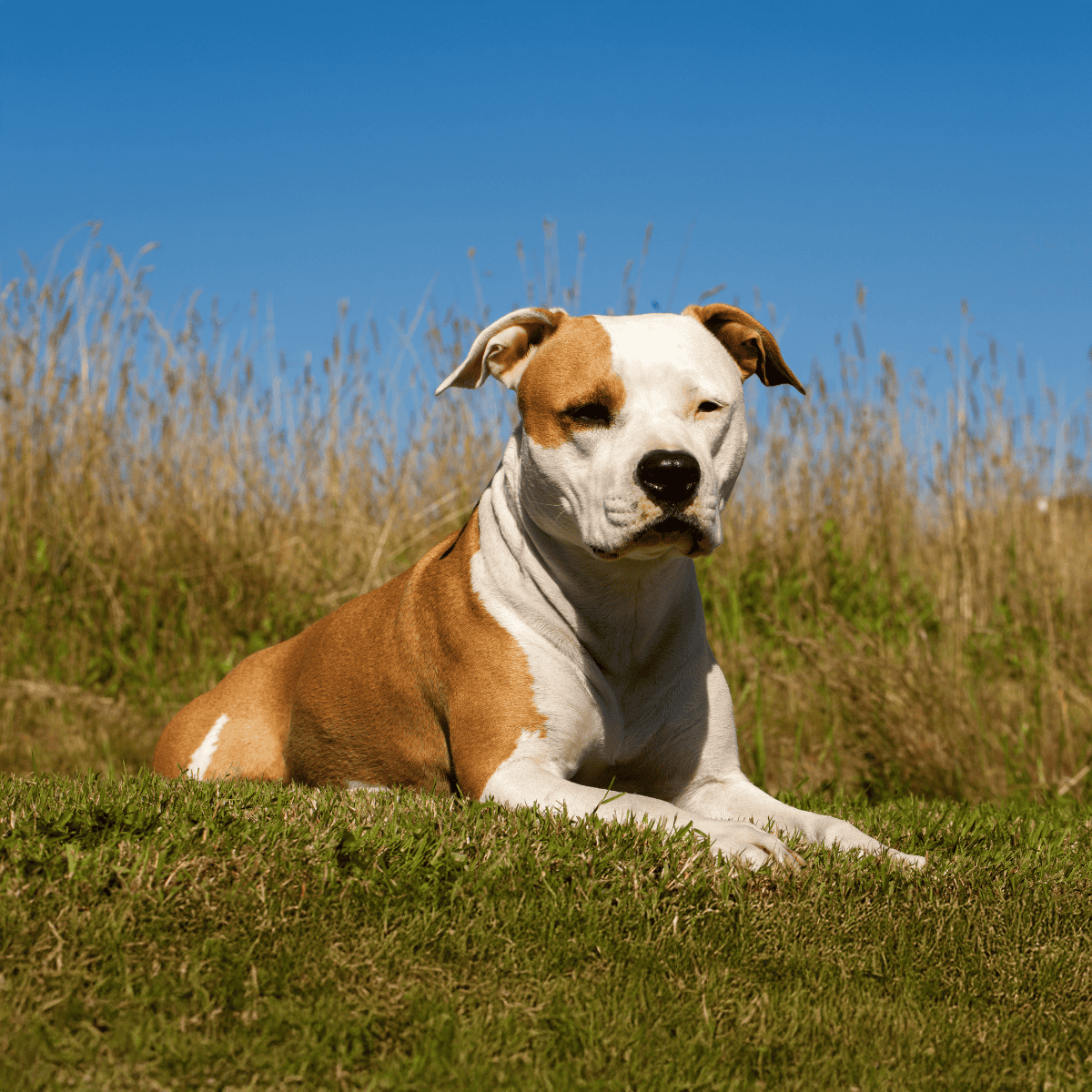Dog rescue, shelter, or adoption dog sitting outdoors on grass during a sunny day.