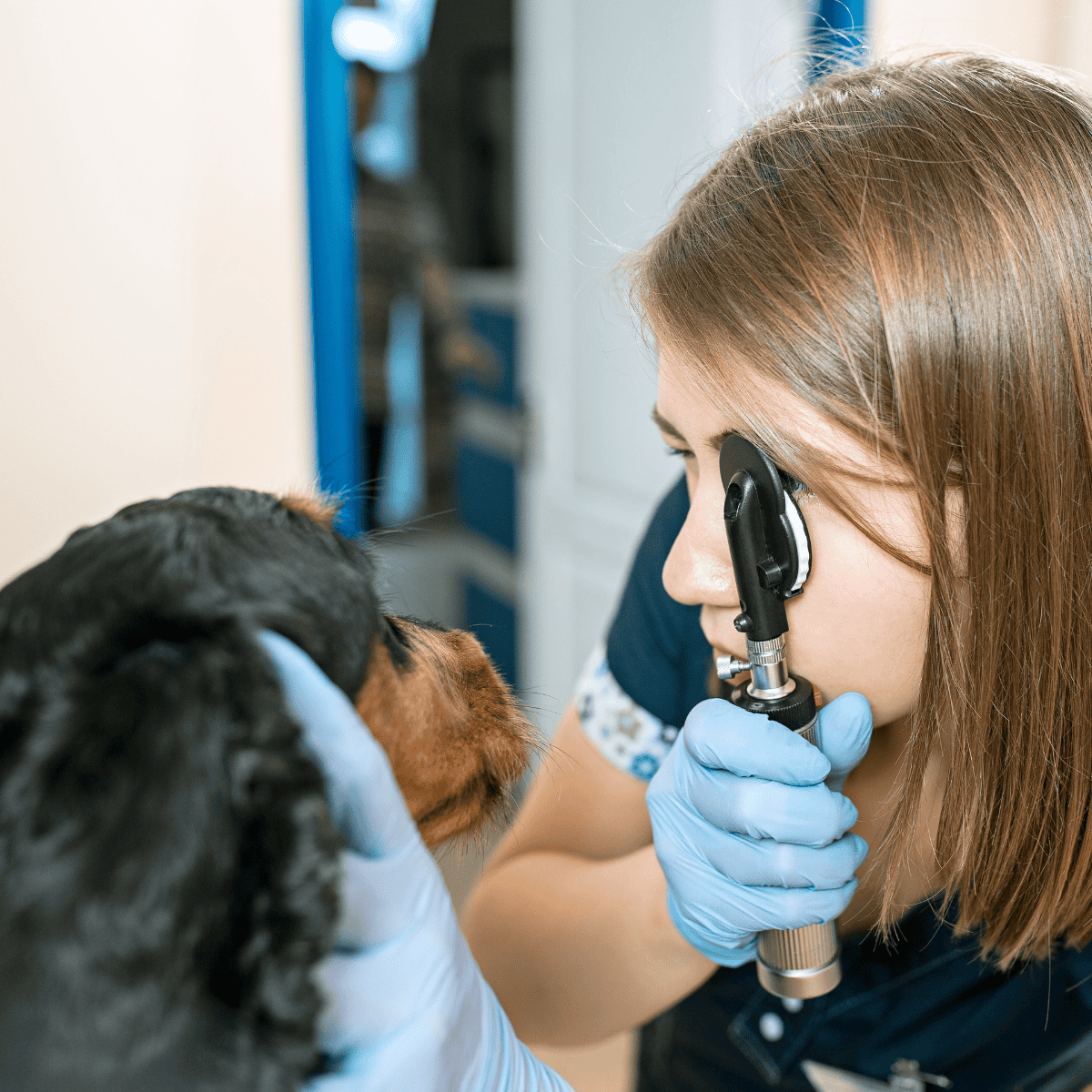 Veterinary professional using otoscope to check dog’s ear, high-quality pet health care services.