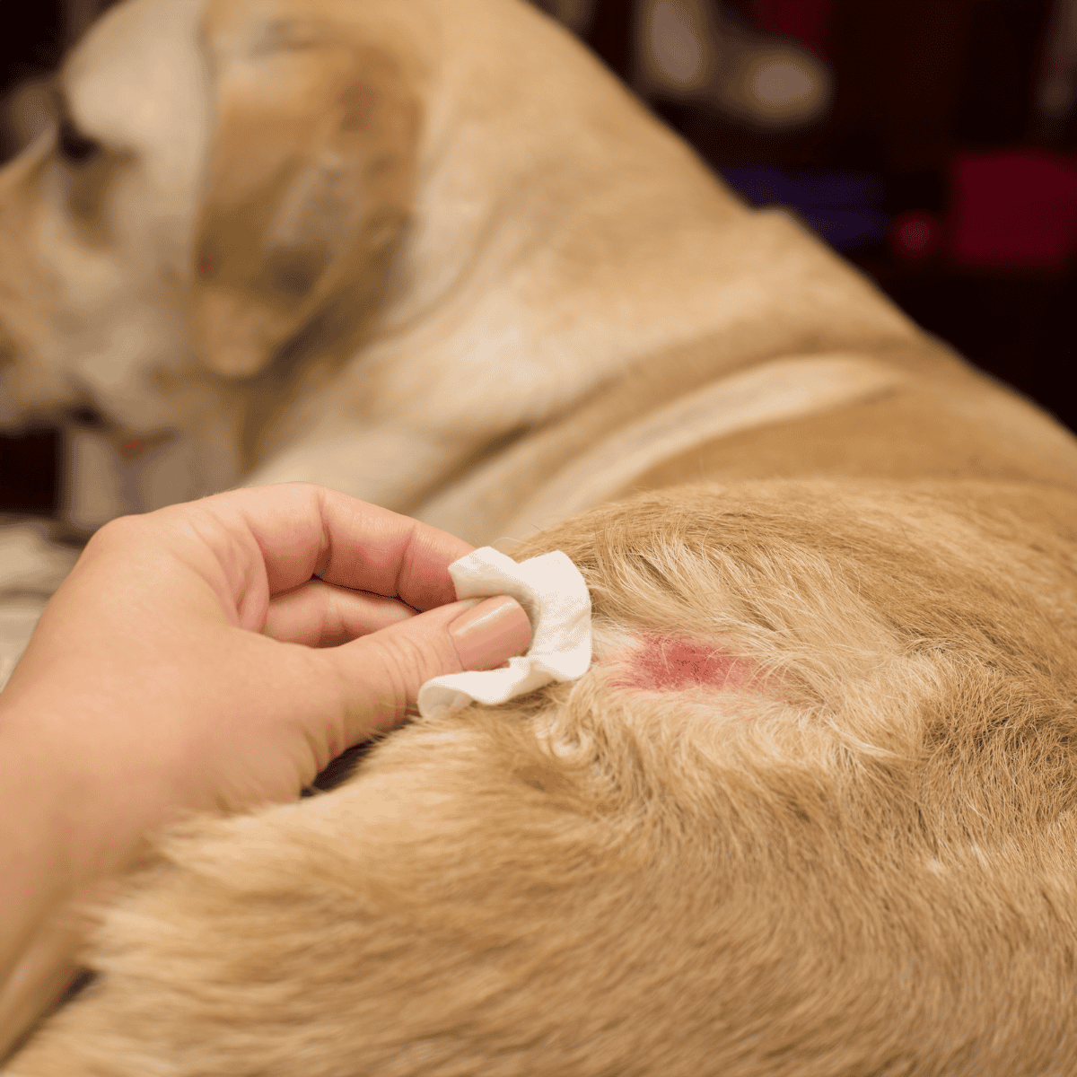 Dog wound care and infection treatment services.