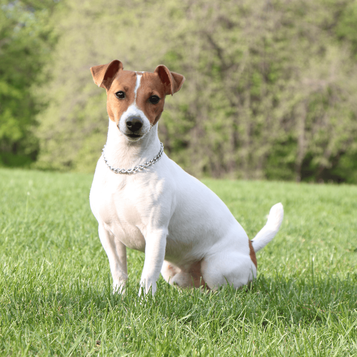 Adorable Jack Russell dog sitting in lush green grass, outdoor park setting, friendly and alert expression.