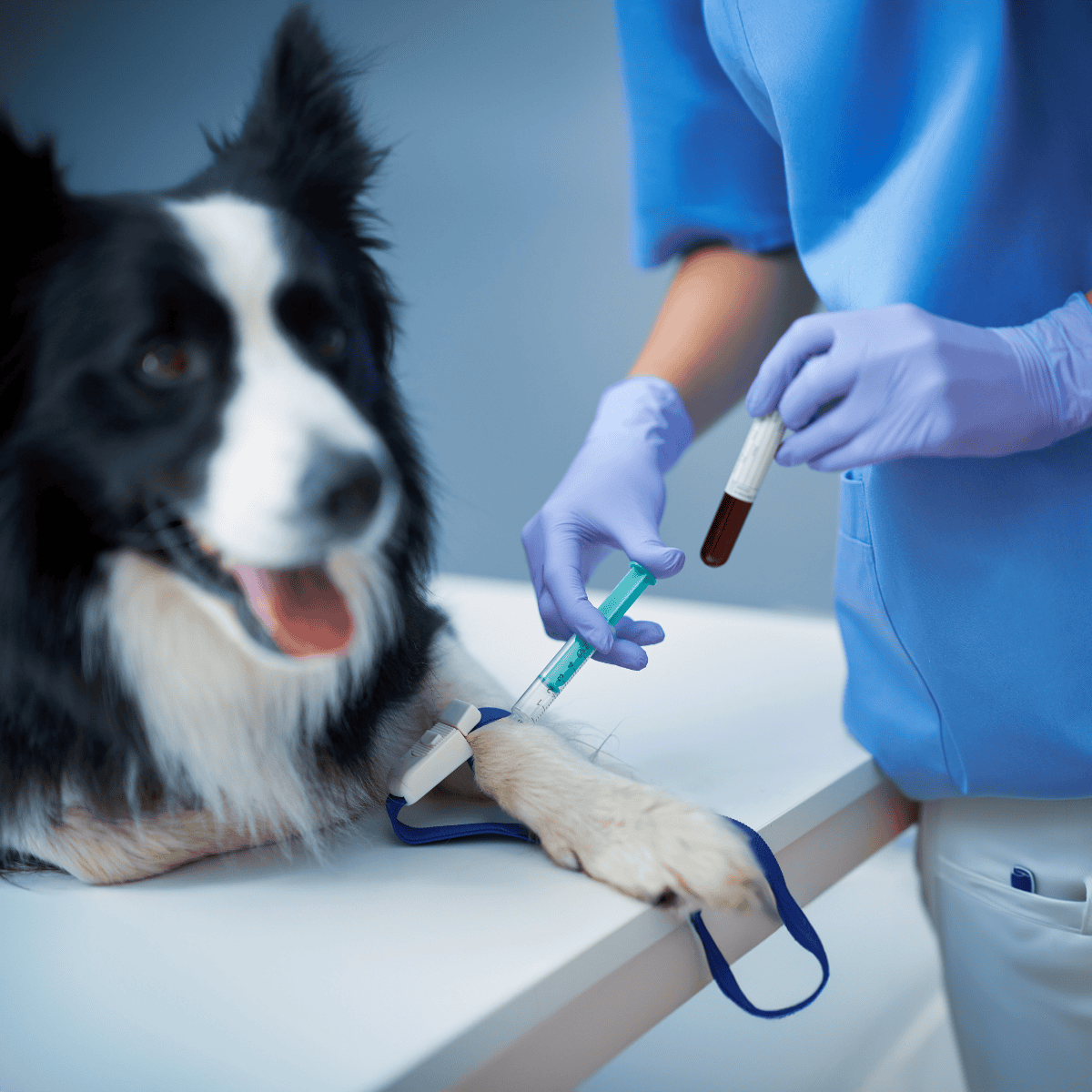 Dog blood testing for health diagnostics and veterinary care services.