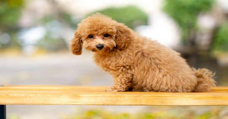 Adorable brown poodle puppy sitting on a wooden bench outdoors, showcasing a cute dog for pet lovers.
