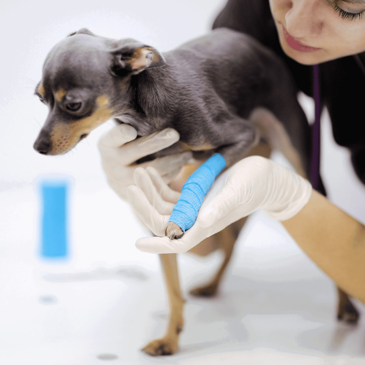 Close-up of a veterinarian examining a small dog with bandaged paw.