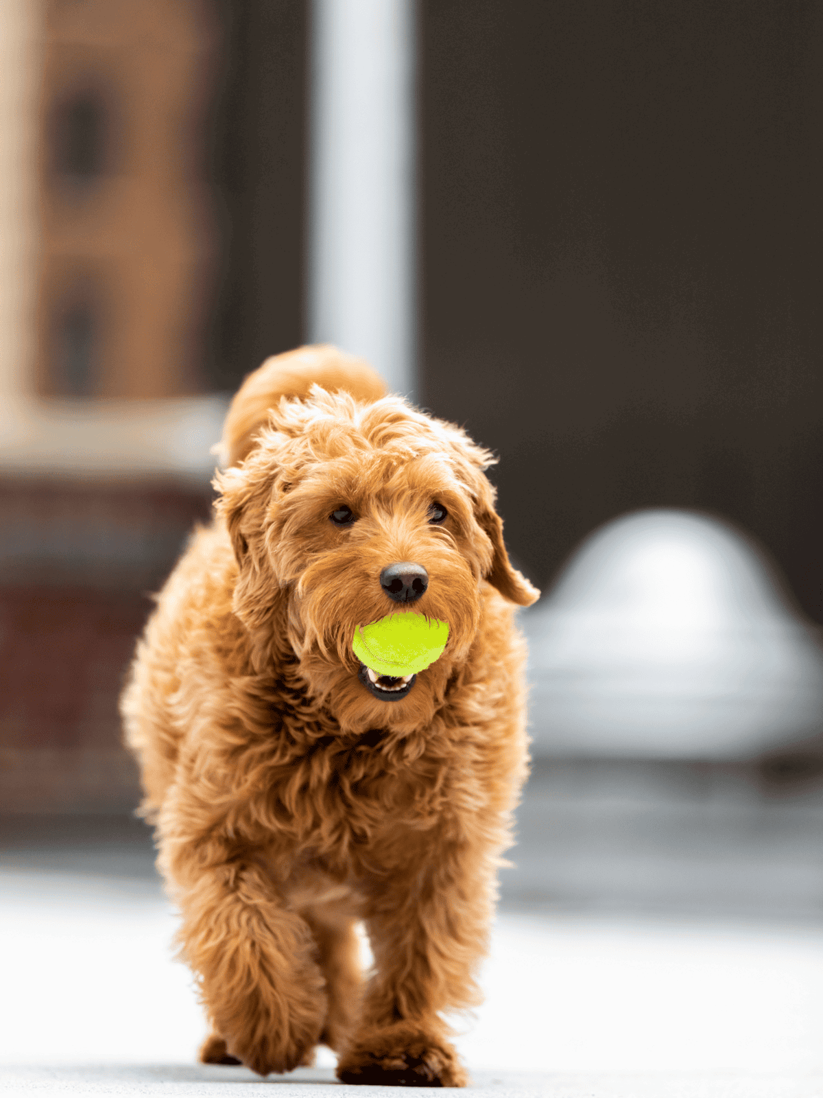 Adorable brown puppy carrying a bright green tennis ball outdoors.