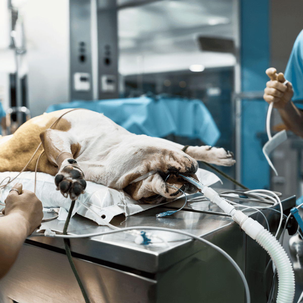 Dog receiving anesthesia during surgery at vet clinic.