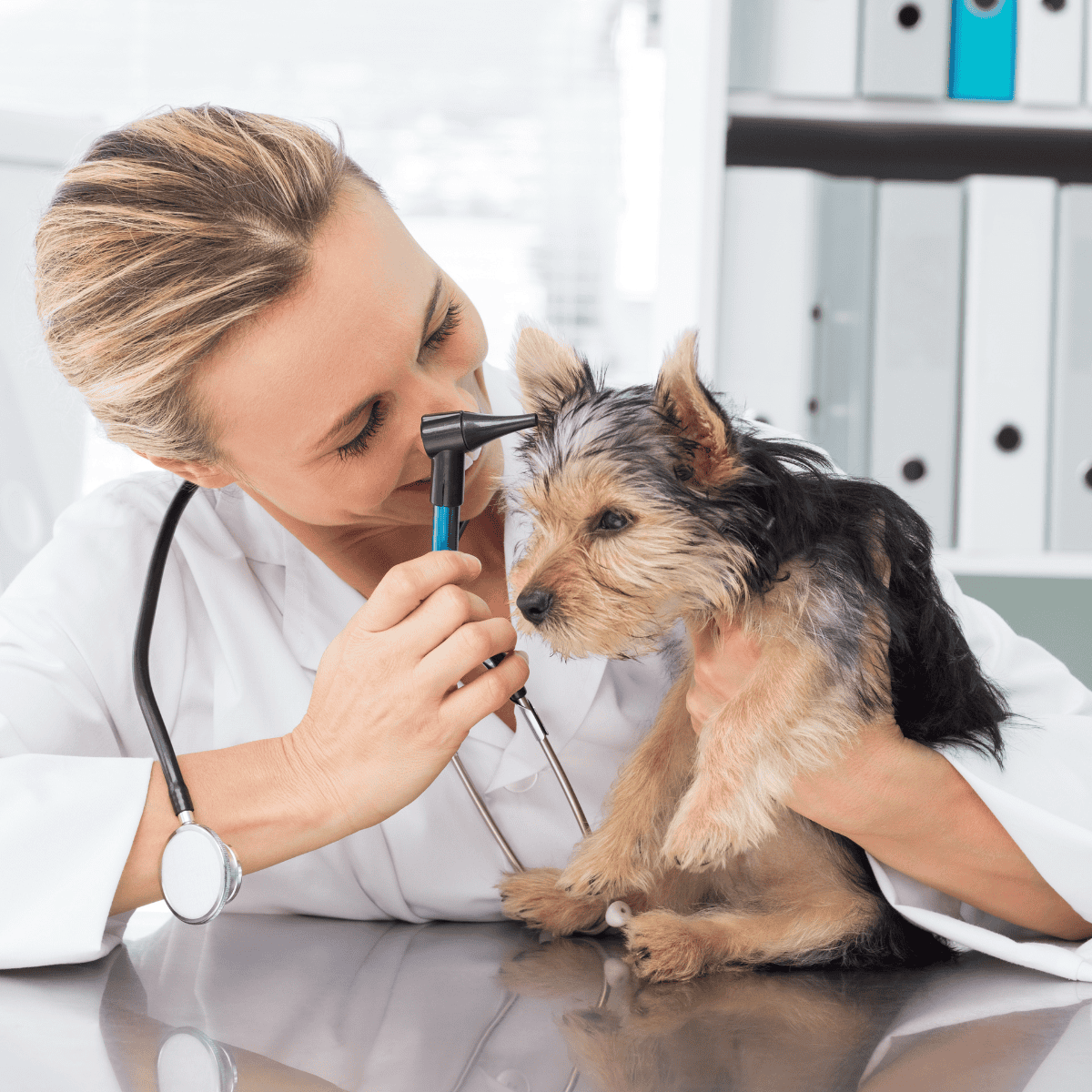 Vet examining dog's ear with otoscope.