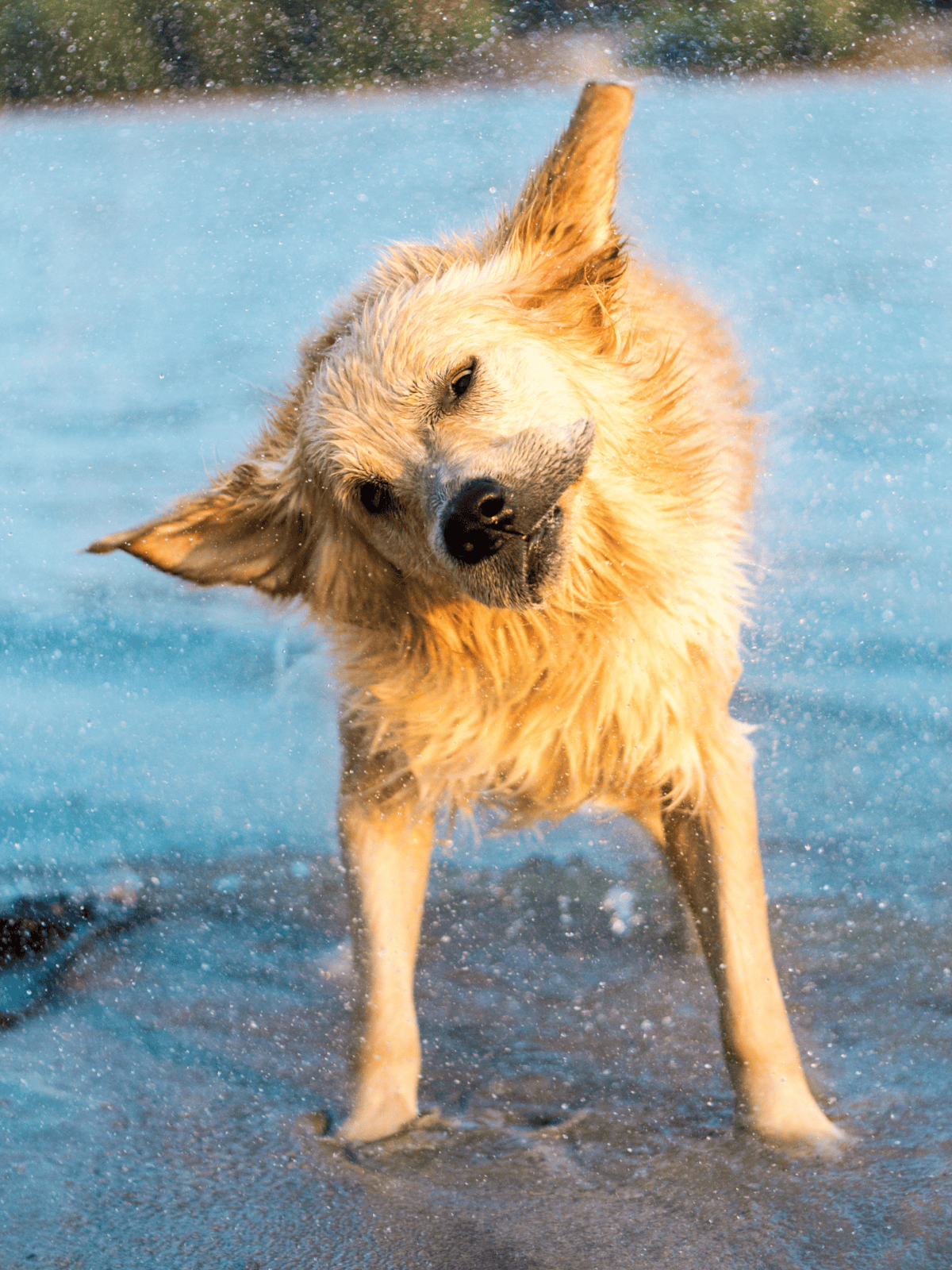 Happy dog playing in water with splashes, outdoor summer fun with pets.