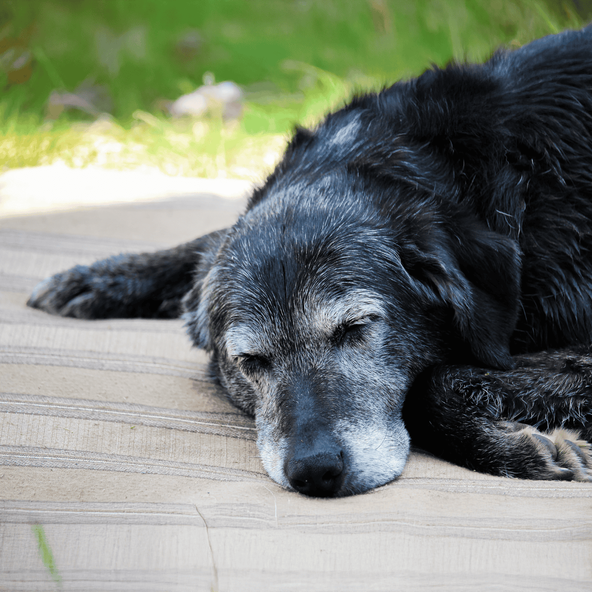 Dog sleeping peacefully outdoors on wooden deck with blurred green background.