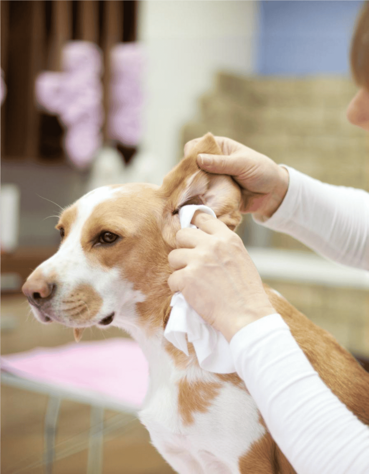 Close-up of a veterinarian cleaning a dog's ear with gauze. Professional pet grooming and health care service.