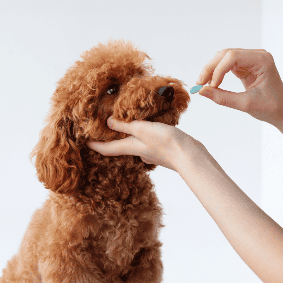 Dog receiving medication, pill being administered, pet health care, vet visit, dog medicine.