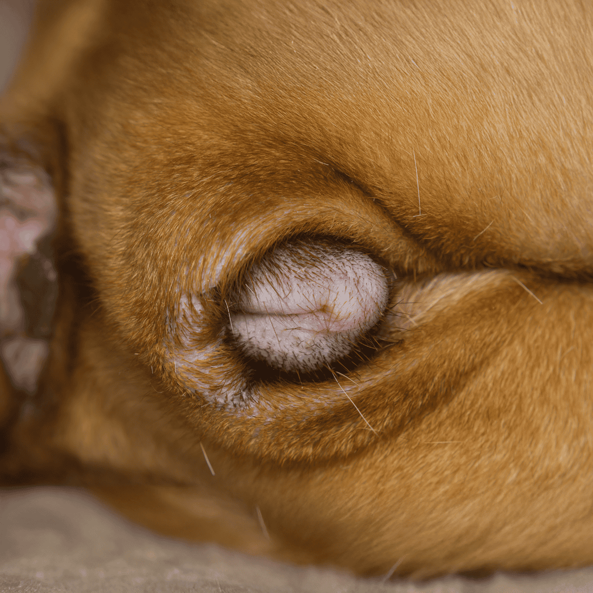 Close-up of a dog's nose highlighting skin texture and surrounding fur.