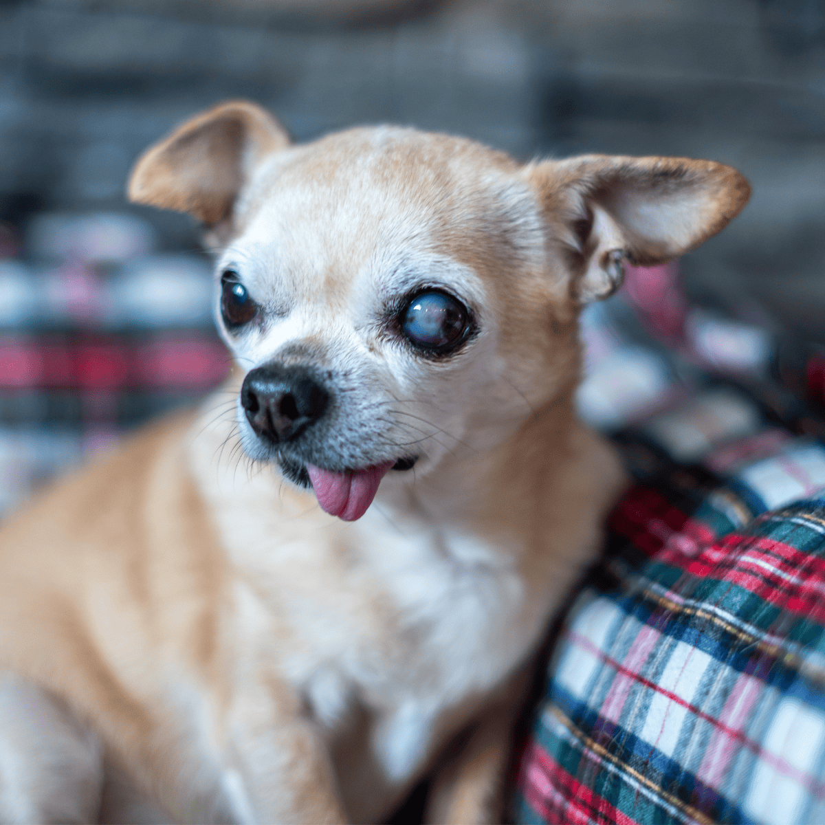 Cute small dog with one cloudy eye and tongue out.
