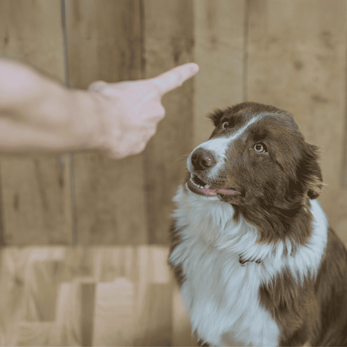Friendly dog learns hand signals and commands for better obedience.