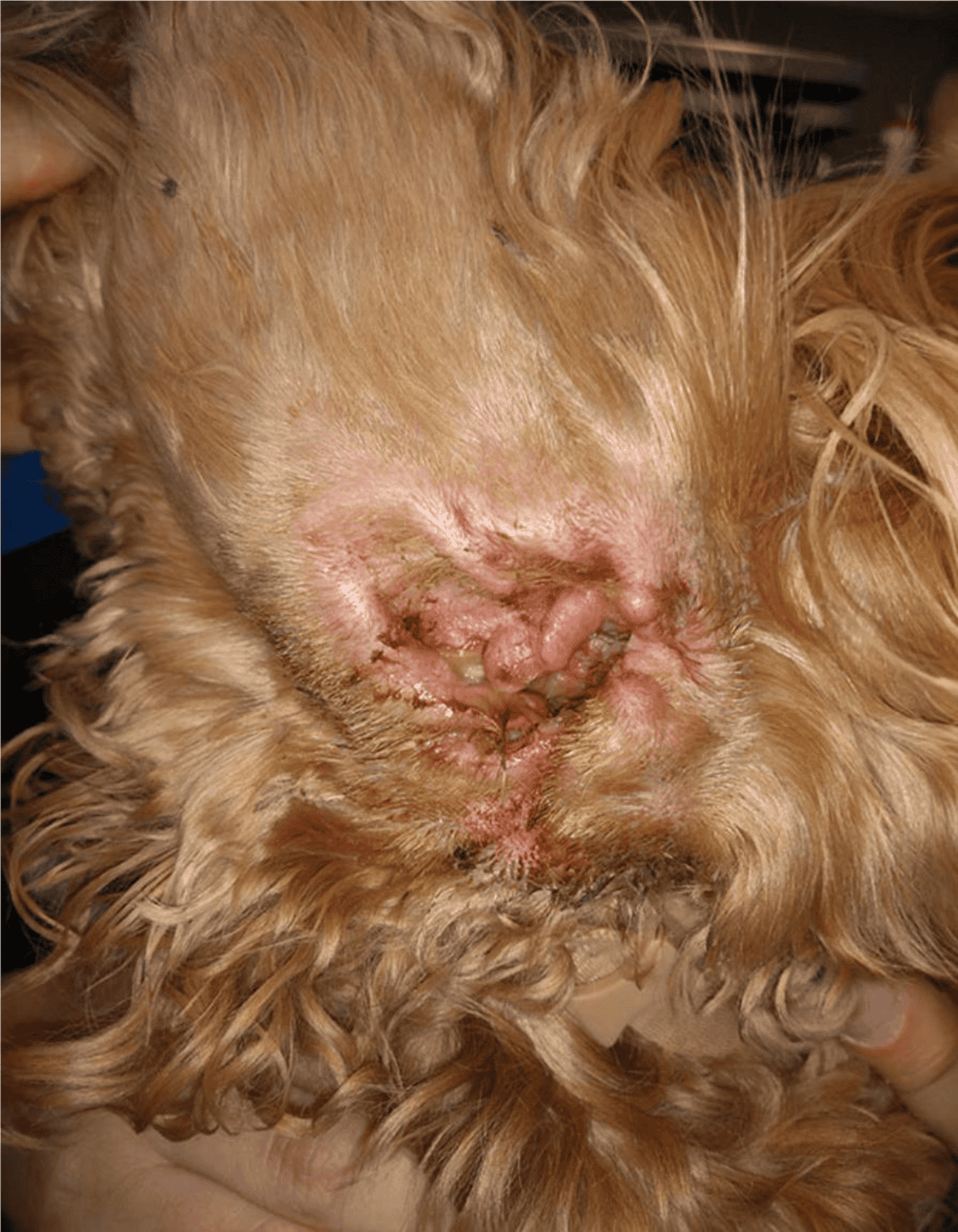 Close-up of a dog's skin with a large, inflamed sebaceous cyst filled with yellowish pus.