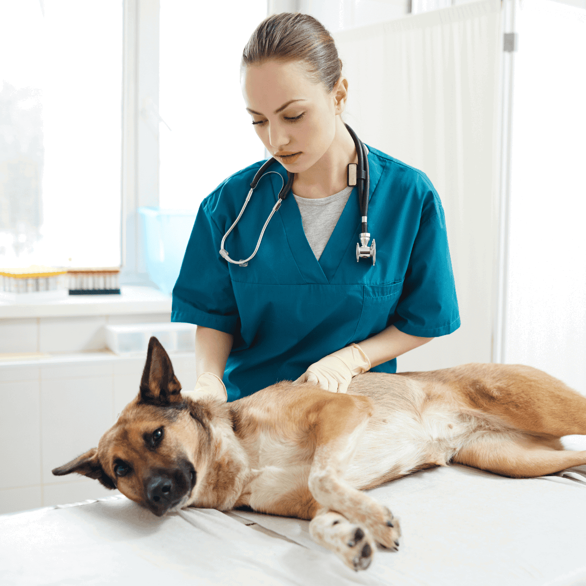 Vet caring for a dog in clinic.
