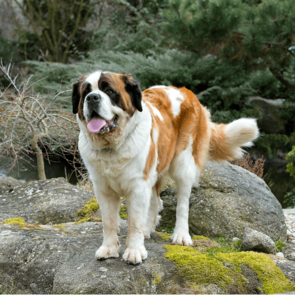 Happy Saint Bernard dog enjoying nature scenery.