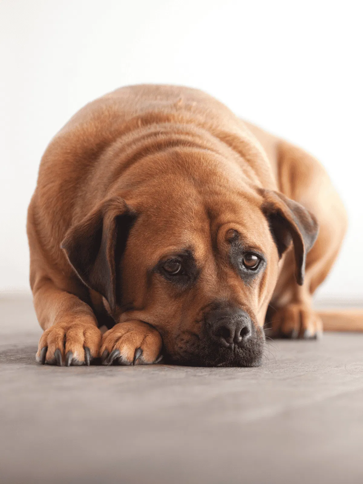 Dog lying on the floor looking tired or relaxed.
