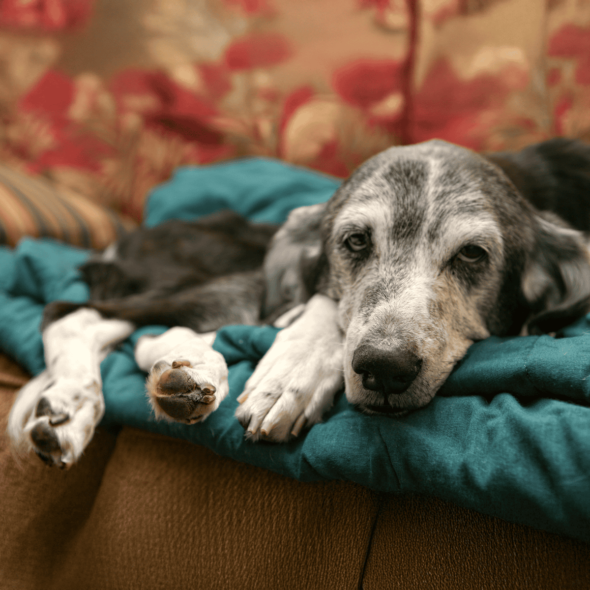 Cute dog relaxing on a cozy couch with a patterned cushion background, showcasing pet comfort and relaxation.