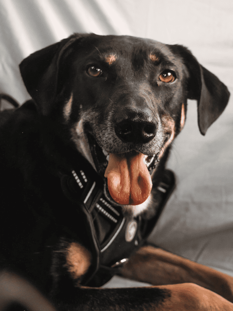 Adorable black and brown dog smiling, sitting indoors, perfect for pet care and dog wellness.