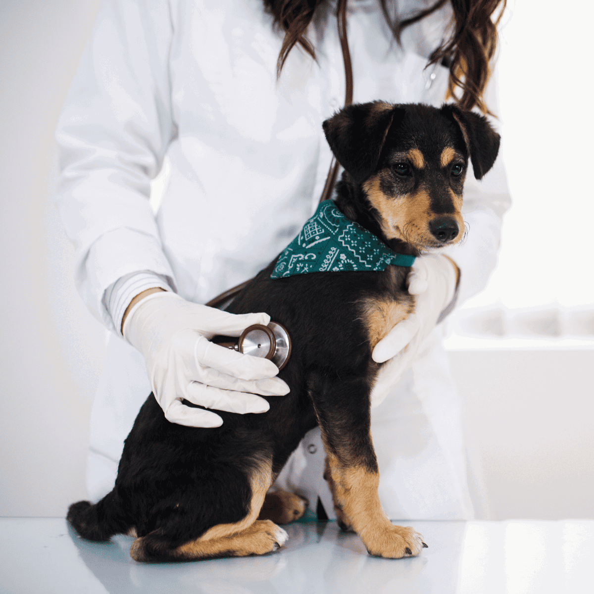 Vet examining a cute puppy dog.