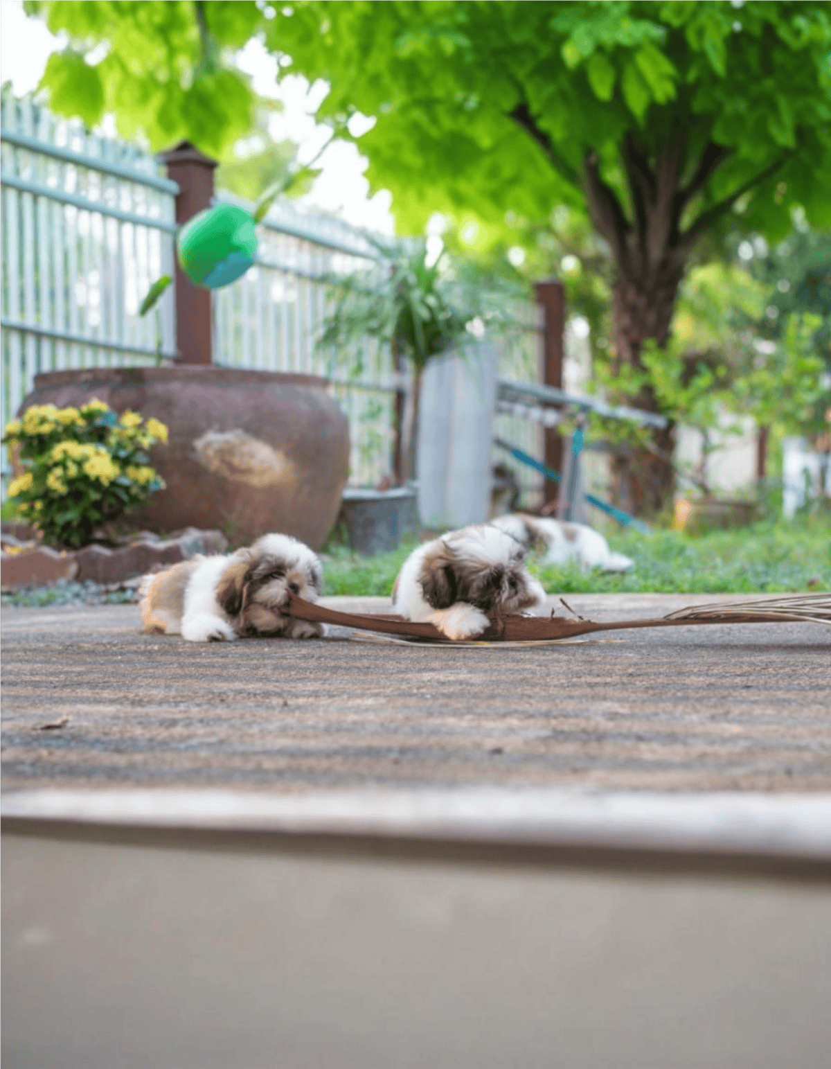 Adorable puppies playing with a stick on a garden patio, surrounded by greenery and flowers.