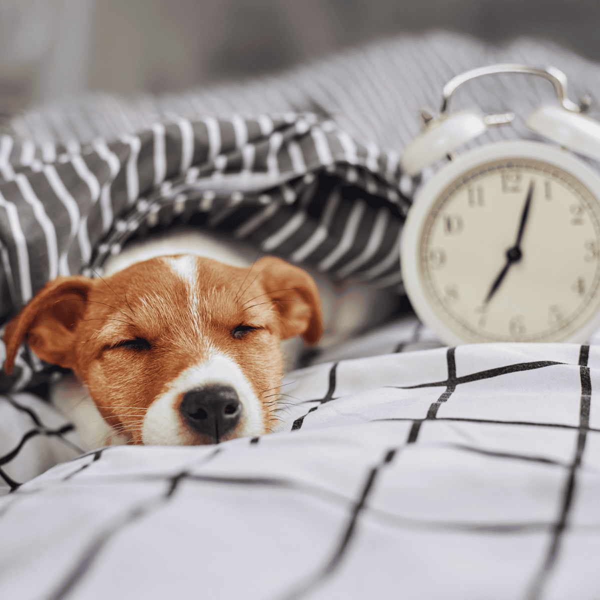 Cute dog peacefully sleeping on bed with alarm clock, perfect for pet care and sleep tips.