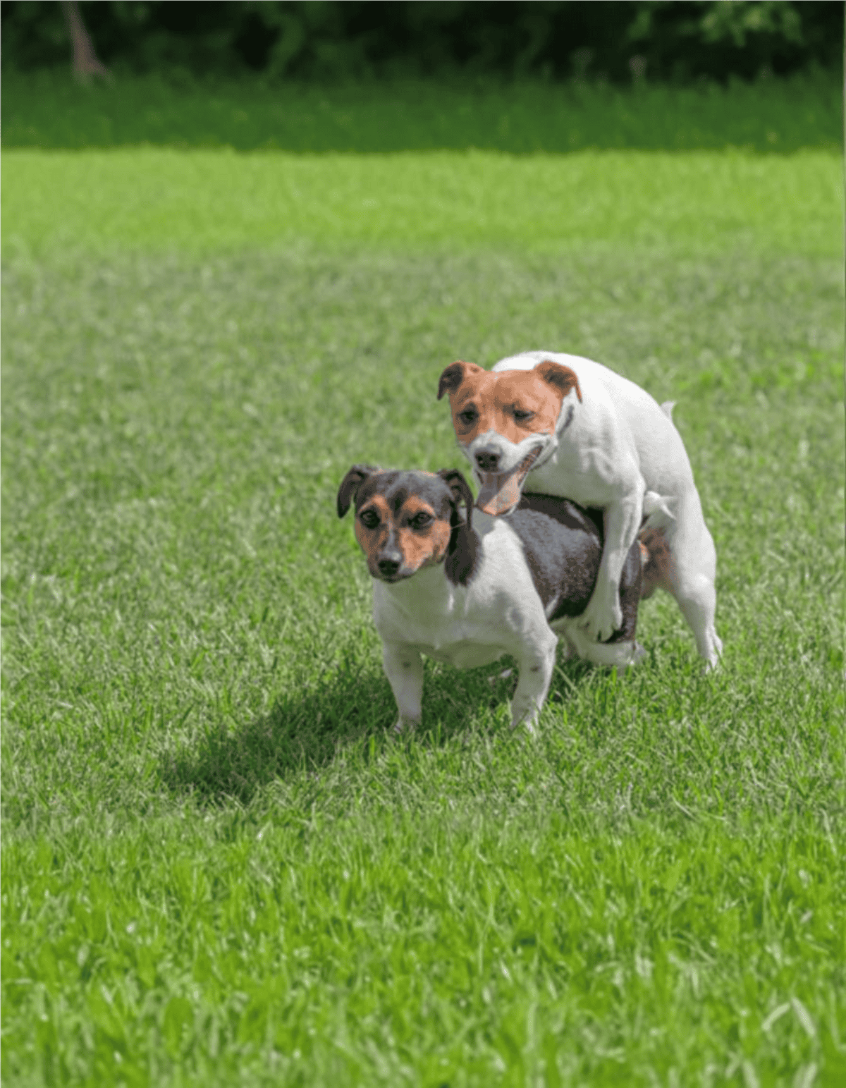 Cute dogs playing on green grass, ideal for dog care and pet health tips.