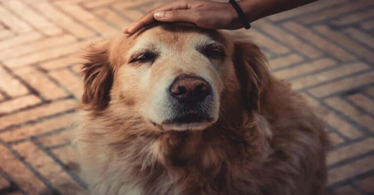 Dog enjoying cuddles and petting for stress relief and relaxation, highlighting effective pet comfort solutions.