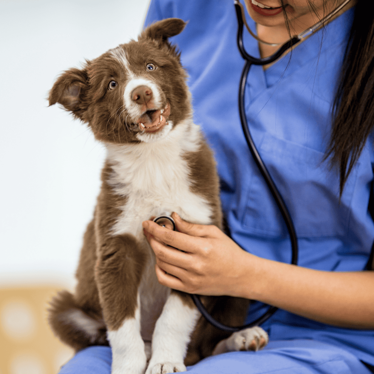 Veterinarian examining a cute puppy using stethoscope for health checkup.