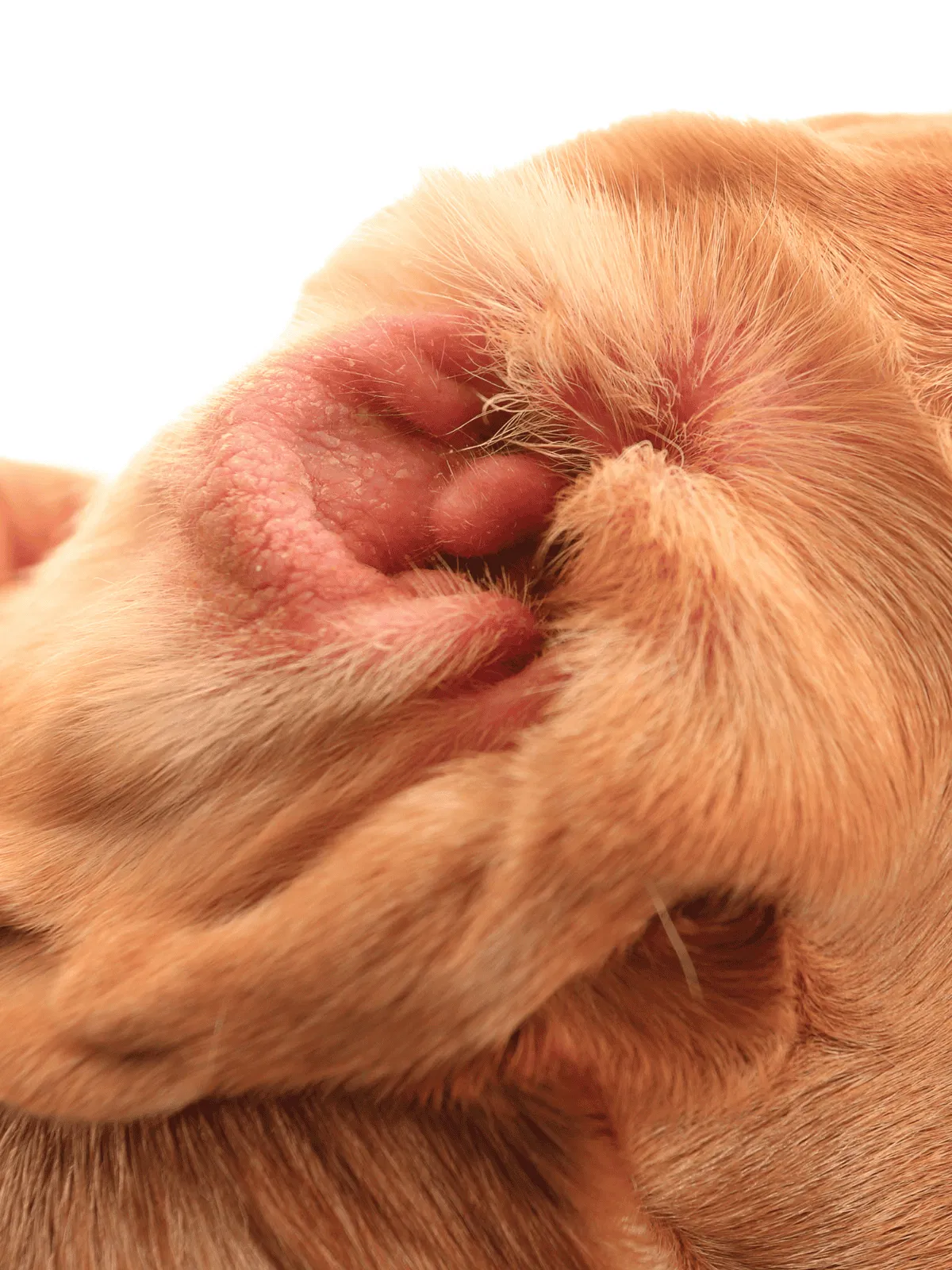 Extreme close-up of a dog's nose highlighting detailed texture and moist surface.